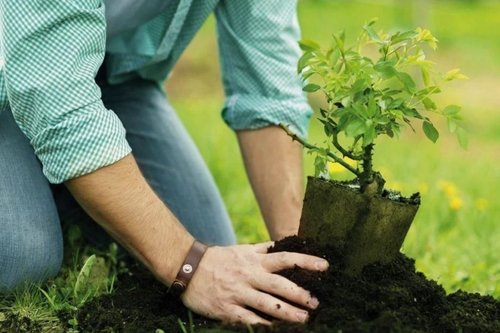 Ağaç ve Bitki Dikimi