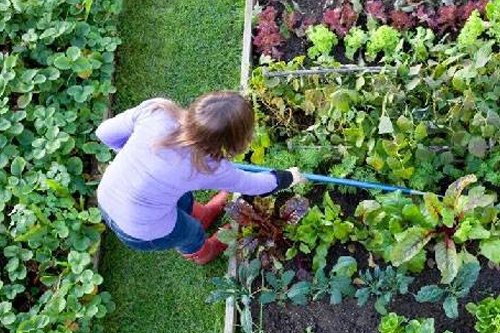 Hobi Bahçeleri ve Organik Tarım Alanları